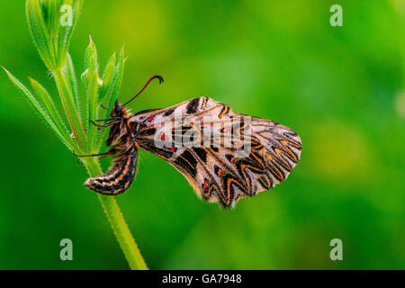 Osterluzeifalter (Zerynthia Polyxena) südlichen Schwalbenschwanz Stockfoto