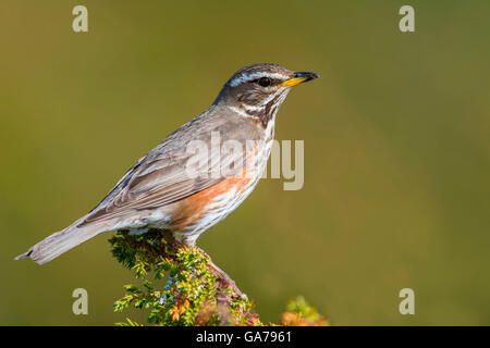 Rotdrossel (Turdus Iliacus) Redwing Stockfoto