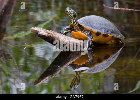 Rotbauch Schmuckschildkroete, Pseudemys Nelsoni, Red-bellied Schildkröte Stockfoto