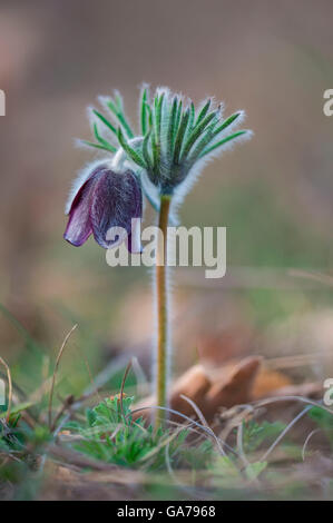 Kuhschelle-Schwarze (Pulsatilla Nigricans) Wiese anemone Stockfoto