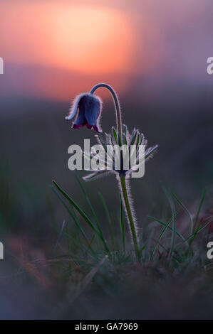 Kuhschelle-Schwarze (Pulsatilla Nigricans) Wiese anemone Stockfoto