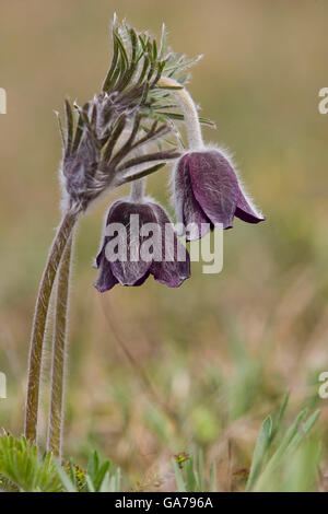 Kuhschelle-Schwarze (Pulsatilla Nigricans) Wiese anemone Stockfoto