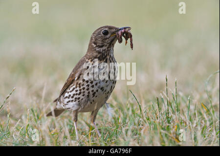 Wacholderdrossel / Turdus Pilaris / Wacholderdrossel Stockfoto