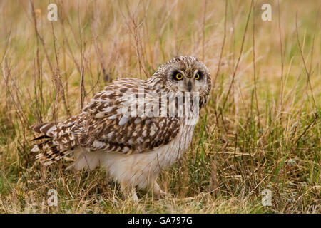 Sumpfohreule, Asio Flammeus, Sumpfohreule Stockfoto