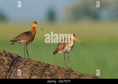 Uferschnepfe, Limosa Limosa Uferschnepfe Stockfoto