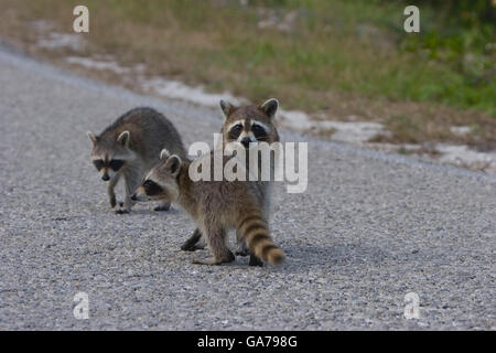 Waschbaer, Procyon Lotor, Waschbär Stockfoto