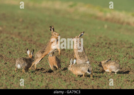 Brauner Hase (Lepus Europaeus) Stockfoto