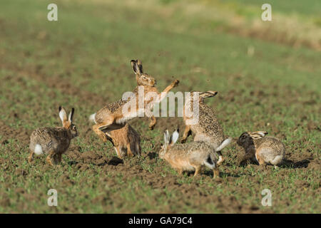 Brauner Hase (Lepus Europaeus) Stockfoto