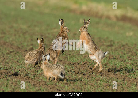 Brauner Hase (Lepus Europaeus) Stockfoto