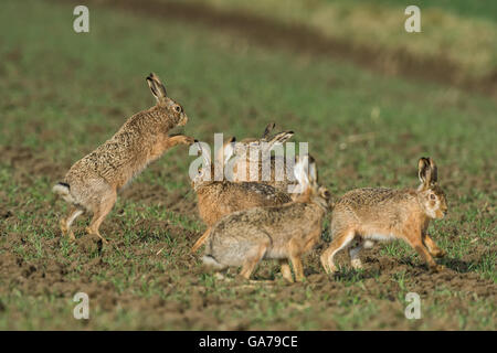 Brauner Hase (Lepus Europaeus) Stockfoto