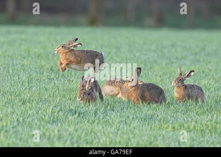 Feldhasen (Lepus Europaeus) Stockfoto