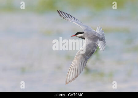 Weissbart-Seeschwalbe (Chlidonias Hybridus) Stockfoto