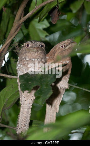 Das Bild von Sri Lanka Frogmouth (Batrachostomus Moniliger) In Kerala, Indien Stockfoto