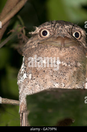 Das Bild von Sri Lanka Frogmouth (Batrachostomus Moniliger) In Kerala, Indien Stockfoto