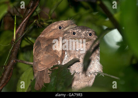 Das Bild von Sri Lanka Frogmouth (Batrachostomus Moniliger) In Kerala, Indien Stockfoto