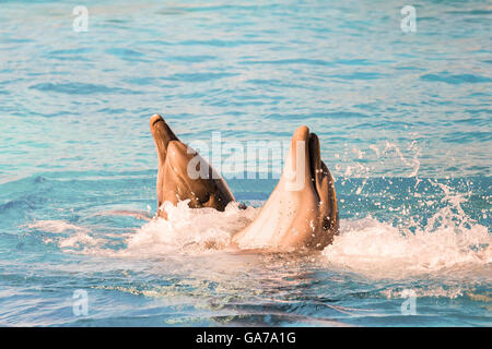 Delphine spielen und Schwimmen in einem Pool. Stockfoto