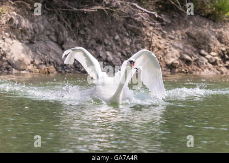 Schwan mit Flügeln weit offen beim Schwimmen schnell am See Beletsi in Griechenland. Stockfoto