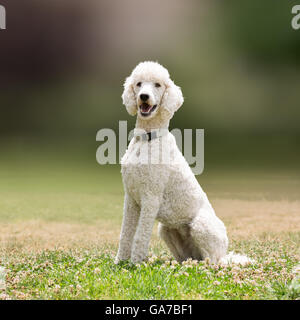 Weißer Pudel Hund Portrait. Stockfoto