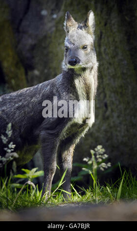 Dmitri einer von zwei kleinen sibirischen Moschushirschen, die im Zoo von Edinburgh geboren wurden. Stockfoto