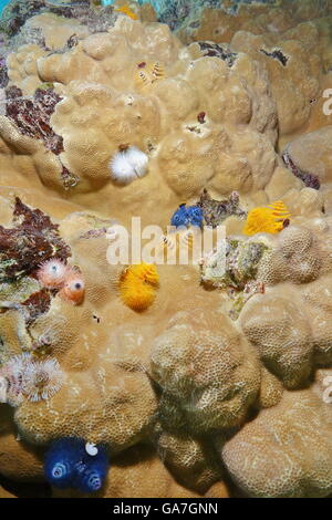Mehreren marinen Würmer, Spirobranchus Giganteus, bekannt allgemein als Weihnachtsbaum Wurm auf Korallen, Pazifik, Französisch-Polynesien Stockfoto