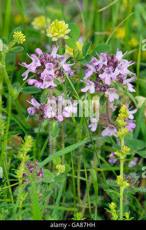 Wilder Thymian - Thymus Polytrichus mit Hop Trefoil - Trifolium Campestre und Ladys Labkraut - Galium verum Stockfoto