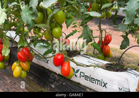 Hydrokultur auf Kokos, Tomaten, Los Palacios, Sevilla Provinz, Region von Andalusien, Spanien, Europa Stockfoto