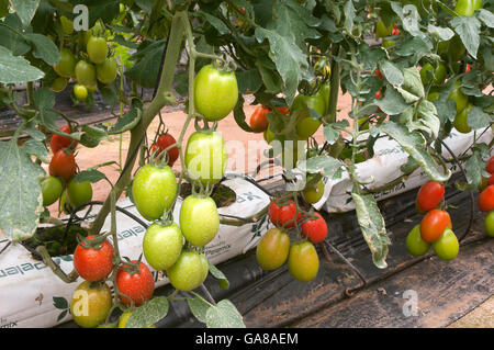 Hydrokultur auf Kokos, Tomaten, Los Palacios, Sevilla Provinz, Region von Andalusien, Spanien, Europa Stockfoto