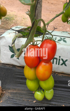 Hydrokultur auf Kokos, Tomaten, Los Palacios, Sevilla Provinz, Region von Andalusien, Spanien, Europa Stockfoto