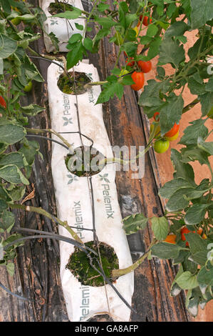 Hydrokultur auf Kokos, Tomaten, Los Palacios, Sevilla Provinz, Region von Andalusien, Spanien, Europa Stockfoto