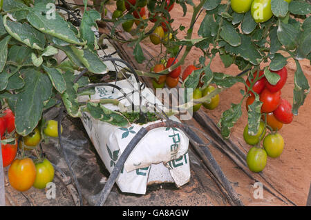 Hydrokultur auf Kokos, Tomaten, Los Palacios, Sevilla Provinz, Region von Andalusien, Spanien, Europa Stockfoto