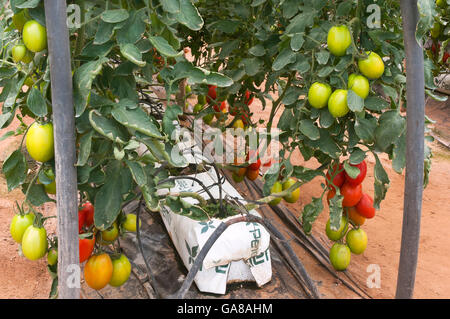 Hydrokultur auf Kokos, Tomaten, Los Palacios, Sevilla Provinz, Region von Andalusien, Spanien, Europa Stockfoto