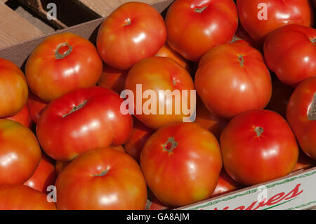 Hydrokultur auf Kokos, Tomaten, Los Palacios, Sevilla Provinz, Region von Andalusien, Spanien, Europa Stockfoto