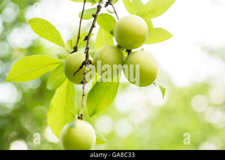 Unreife gelbe Shiro Pflaumen am Baum Stockfoto