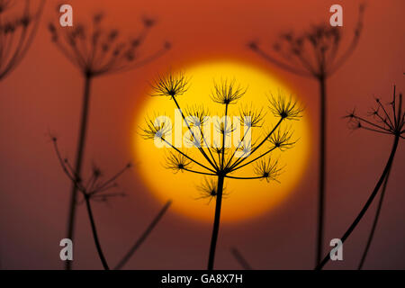 Petersilie (Torilis Japonica) bei Sonnenuntergang, Absicherung gegen Sonne, England, Januar. Stockfoto