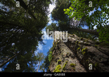Low Angle View der Bäume in den Hoh Regenwald, der Halle der Moose Trail, der Olympische National Park, Jefferson County, Washington, USA, Juni. Stockfoto