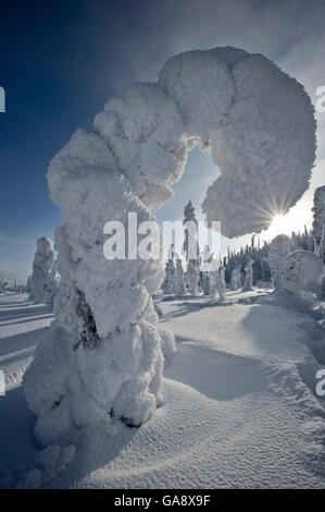 Nadelbaum Baum bücken unter Schneelast, Kuusamo, Finnland.  Februar 2011. Stockfoto