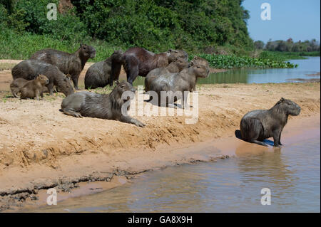 Wasserschwein (Hydrochoerus Hydrochaeris) Familiengruppe zusammen an einem Flussufer, Mato Grosso, Pantanal, Brasilien.  August. Stockfoto