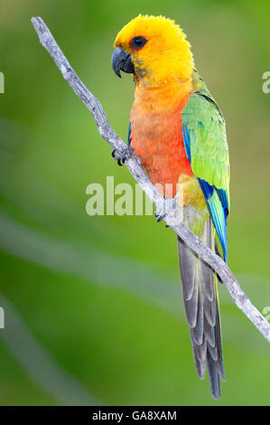 Jandaya-Sittich (Aratinga Jandaya) thront auf einem Ast, Piauí, Brasilien.  August. Stockfoto