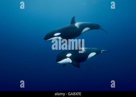 Orcas / Schwertwale (Orcinus Orca) Schwimmen im Freiwasser, Three Kings Islands, Neuseeland. Pazifischen Ozean. Stockfoto