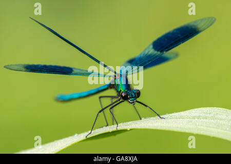 Männliche Gebänderten Prachtlibelle (Calopteryx Splendens), ruht auf Reed, untere Tamar Seen, Cornwall, UK. Juni. Stockfoto