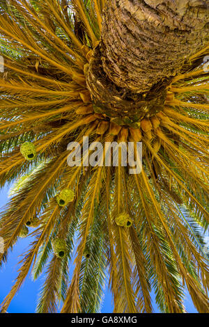 Maskierte Webervogel (Ploceus Velatus) brütet in Palme, Namaqualand, Provinz Northern Cape, Südafrika, September 2012. Stockfoto