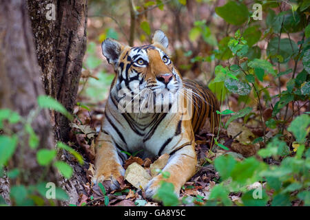 Bengal-Tiger (Panthera Tigris Tigris), weibliche Rast- und Nachschlagen von Kanha Nationalpark, Indien. Stockfoto