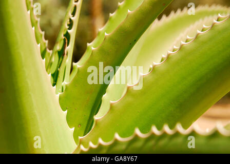 Nahaufnahme von Sisal (Agave Sisalana) Berenty, Süd-Madagaskar. Stockfoto