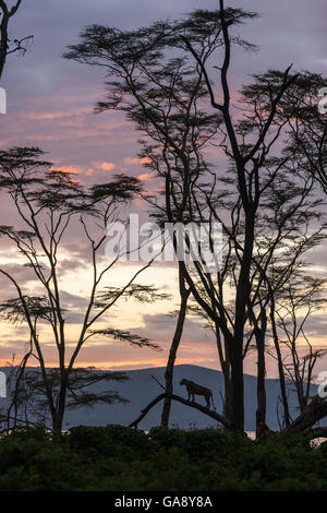 Löwin (Panthera Leo) stehend auf umgestürzten Baum Silhouette bei Sonnenuntergang. Nakuru-Nationalpark, Kenia. Stockfoto