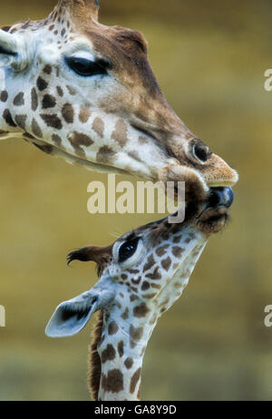 West African Giraffe (Giraffa Camelopardalis Peralta) Mutter und Kind nuzzling einander. Bioparc de Doué la Fontaine, Frankreich. Captive, tritt im süd-westlichen Niger. Bedrohten Unterarten. Stockfoto