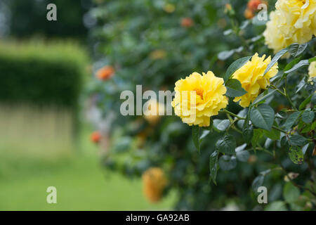 Rosa "Lichtkonigin Lucia". Rose "Korlillub" Stockfoto