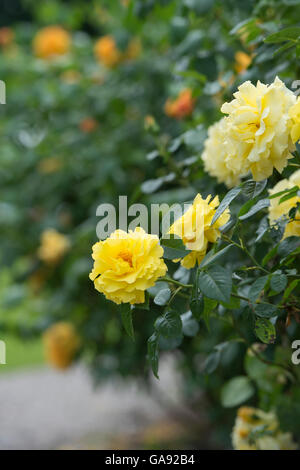 Rosa "Lichtkonigin Lucia". Rose "Korlillub" Stockfoto