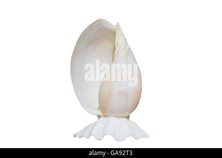 Muschel, isoliert auf weiss. Stockfoto