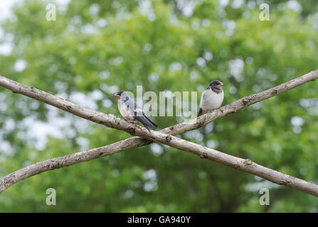 Hirundo Rustica. Vollwertiges Schwalben, die darauf warten, mit Bambusstöcke ein Altvogel gefüttert werden Stockfoto