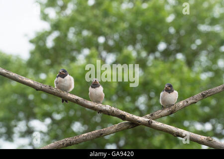 Hirundo Rustica. Vollwertiges Schwalben, die darauf warten, mit Bambusstöcke ein Altvogel gefüttert werden Stockfoto